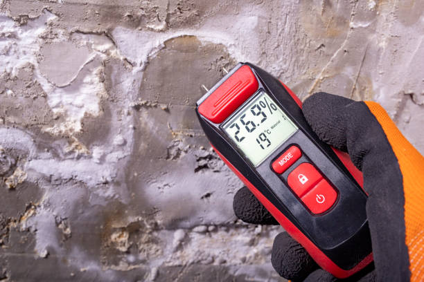 Best Local Mold Removal Service  in Shpee Neck, MA