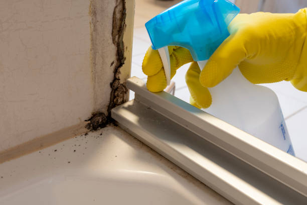 Best Home Mold Removal  in Shpee Neck, MA