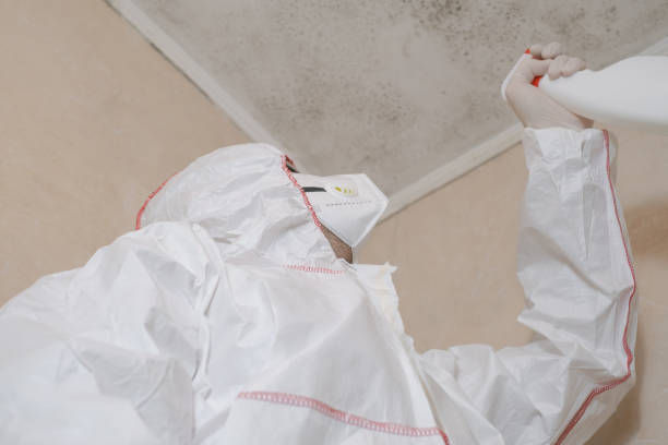 Best Black Mold Removal  in Shpee Neck, MA