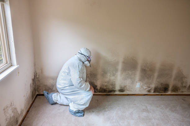 Best Local Mold Removal Service  in Shpee Neck, MA