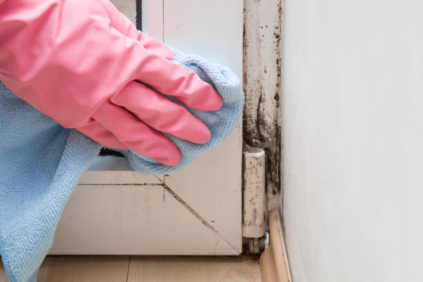 Best Emergency Mold Removal  in Shpee Neck, MA