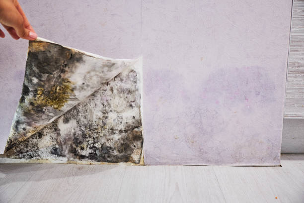 Best Mold Testing  in Shpee Neck, MA